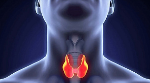 Исследование функции щитовидной железы